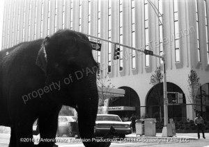 Anna Mae the elephant