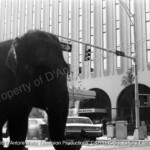 Anna Mae the elephant